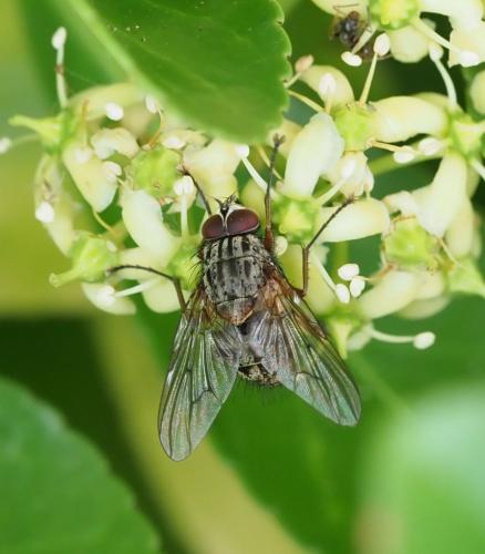 Réf. 235 951 : Phaonia valida